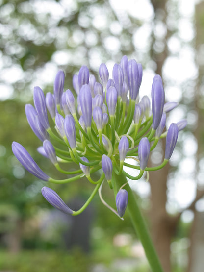 AGAPANTHUS Amethyst Ring
